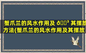 蟹爪兰的风水作用及 🐳 其摆放方法(蟹爪兰的风水作用及其摆放方法*
)